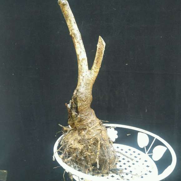 腊梅下山桩如何才能养护的更好啊