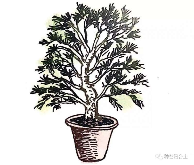 图解 指上盆景怎么制作的6个步骤