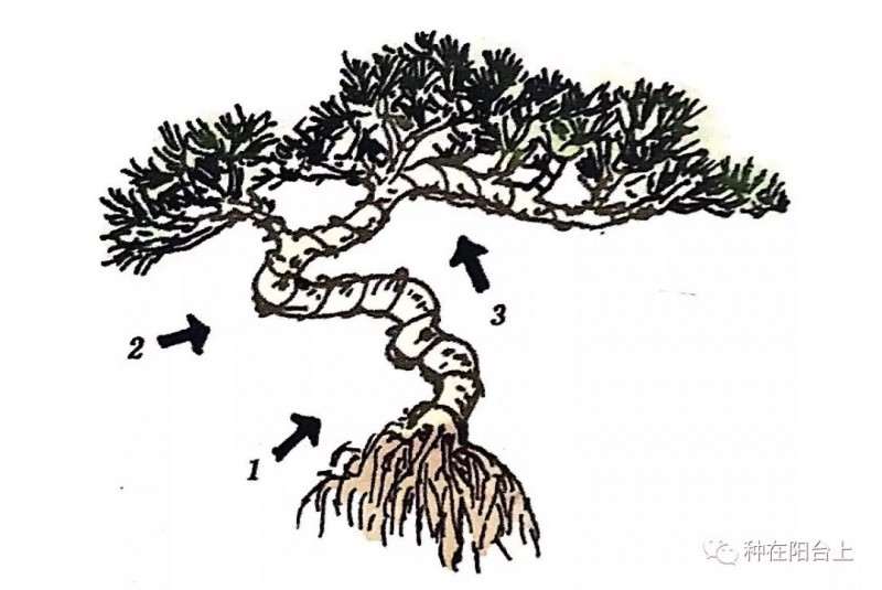 图解 指上盆景怎么制作的6个步骤