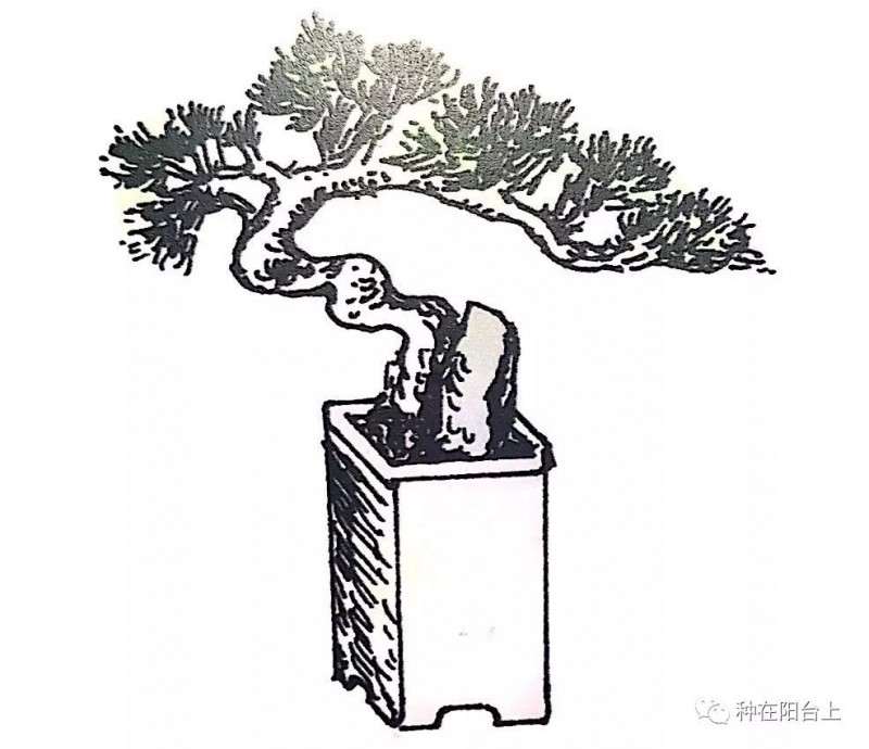 图解 指上盆景怎么制作的6个步骤