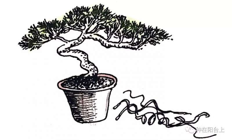 图解 指上盆景怎么制作的6个步骤