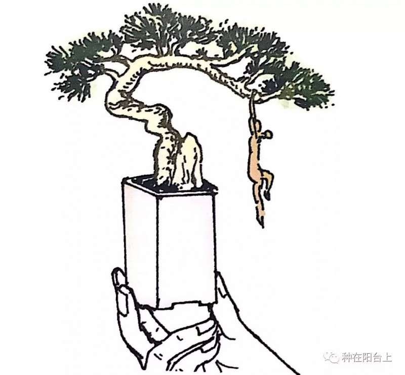 图解 指上盆景怎么制作的6个步骤