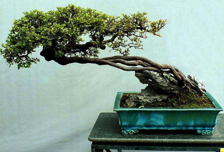 附石盆景怎么制作的3个方法