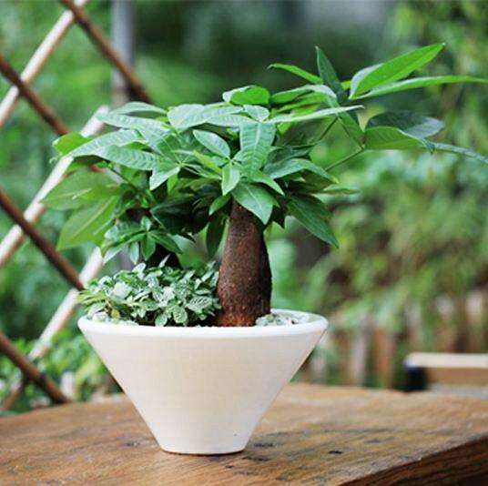 客厅里适合什么盆景好