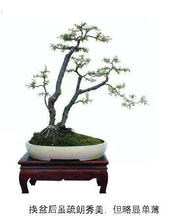 盆景植物栽种方位也是有讲究的