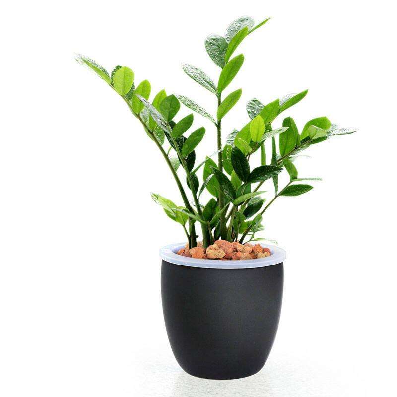 办公桌盆景植物摆放有哪些风水讲究