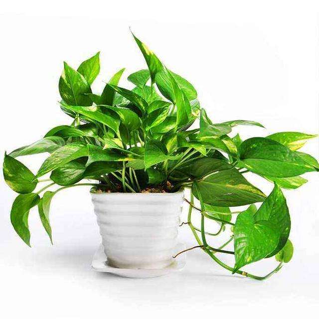 办公室中盆栽风水的4个忌讳