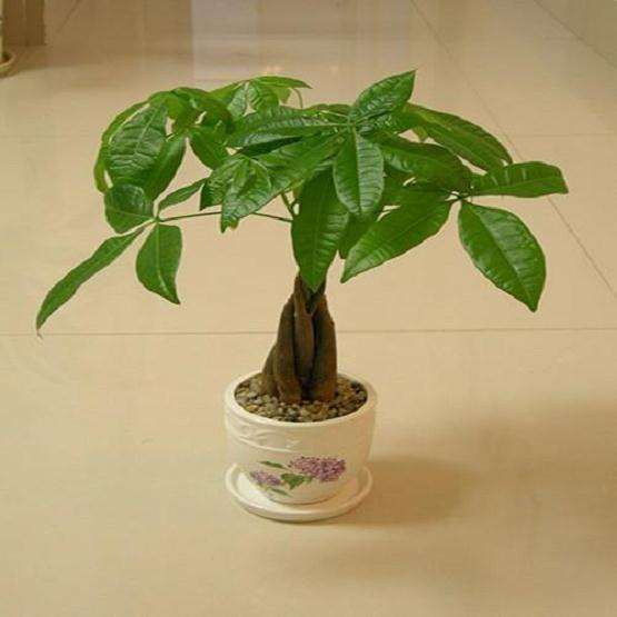 别墅客厅盆栽风水布局 你真的了解吗