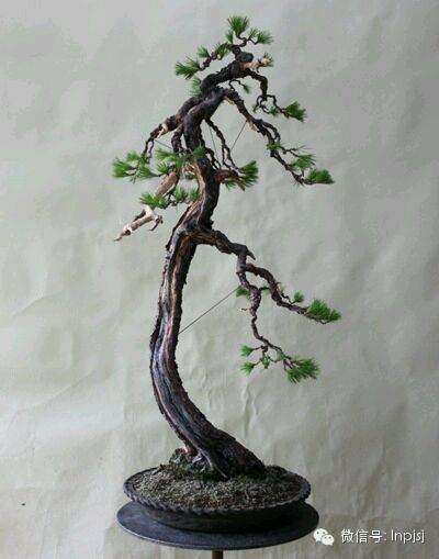 山松下山桩生桩怎么种养的方法