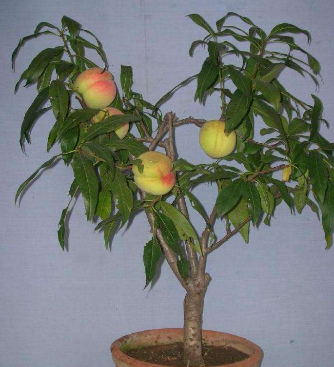 阳台经济 如何盆栽果树的7个方法