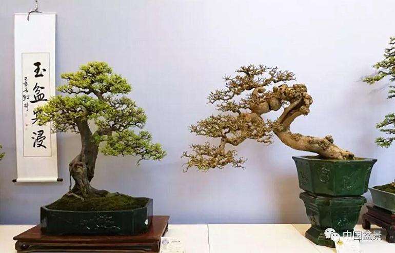 对盆景陈设有什么要求