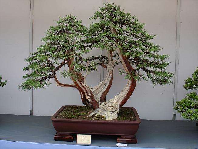 盆景怎么取名的3个方法