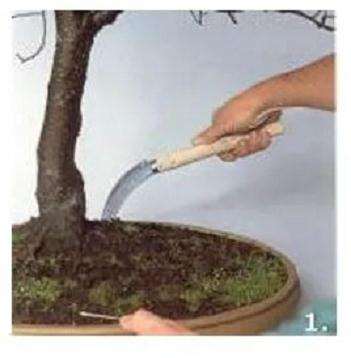 换盆后的盆景树木