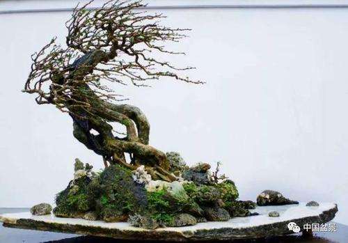 杂木盆景怎么制作风动式盆景的5个方法