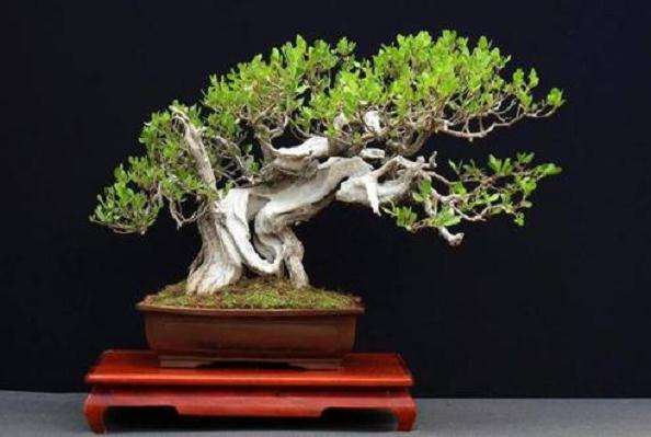 杂木盆景怎么造型理论的4个基本观点
