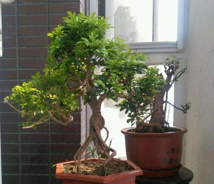 盆景扦插后怎么管理的4个方法