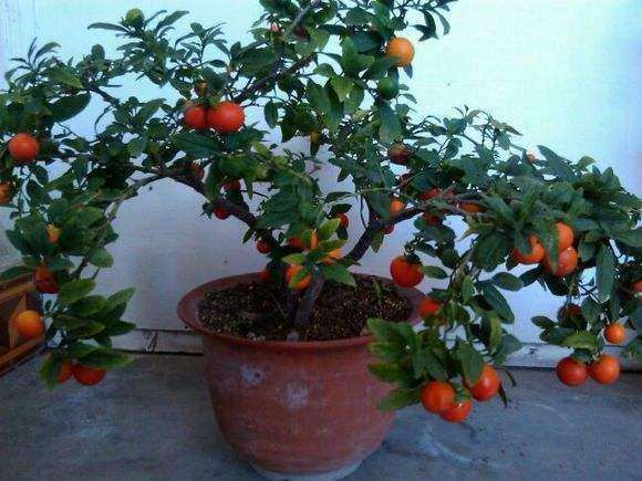 果木盆景病虫害怎么防治的2个方法