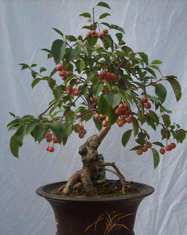 果木盆景的3个管理技术