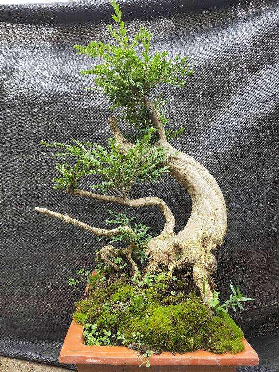 夏季黄杨盆景怎样浇水养殖的方法