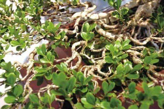 盆景怎么用棕丝蟠扎的2个方法