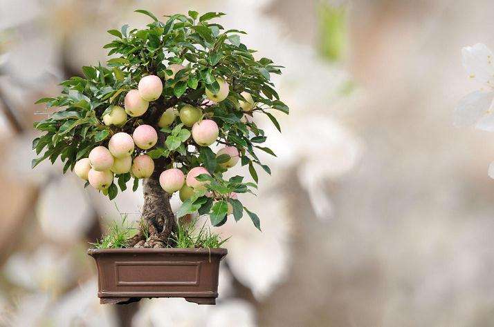 果树盆景怎么控冠整形的3个方法