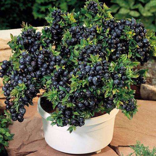 盆景果树怎么管理的要点