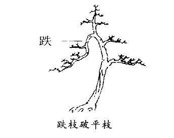 图解 树木盆景造型怎么动静结合