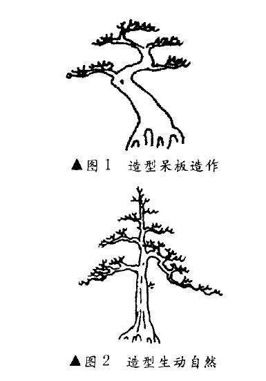 图解 树木盆景造型怎么动静结合