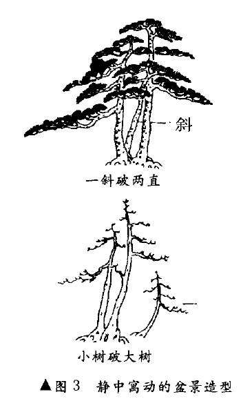 图解 树木盆景造型怎么动静结合