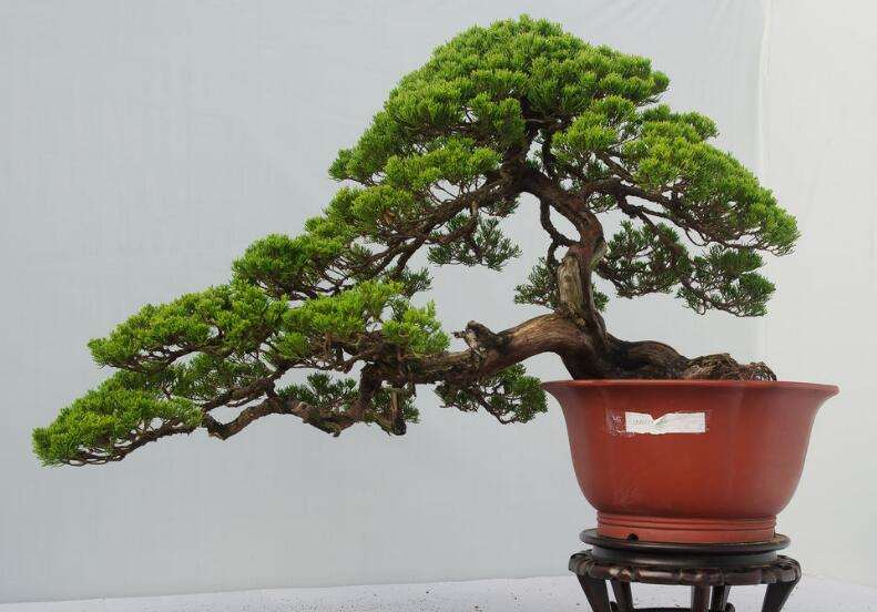 哪些柏树品种适合制作盆景