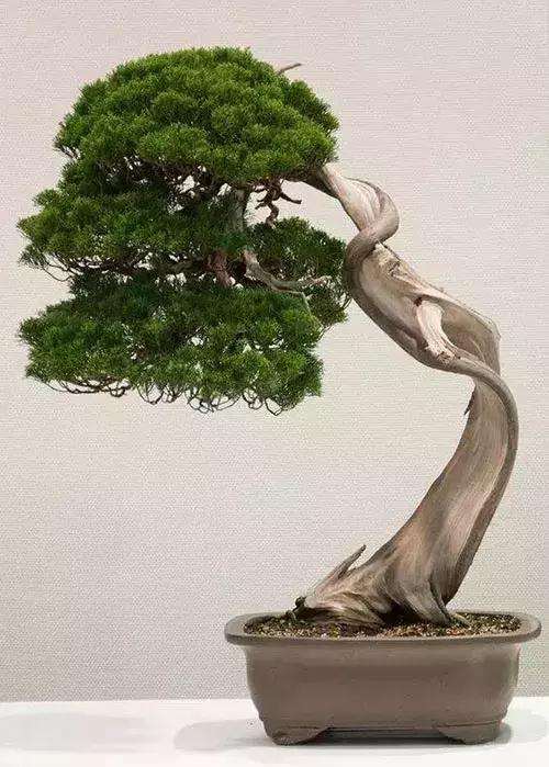 哪些柏树品种适合制作盆景