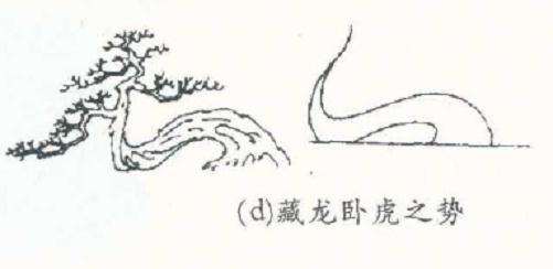 卧干以干代根盆景