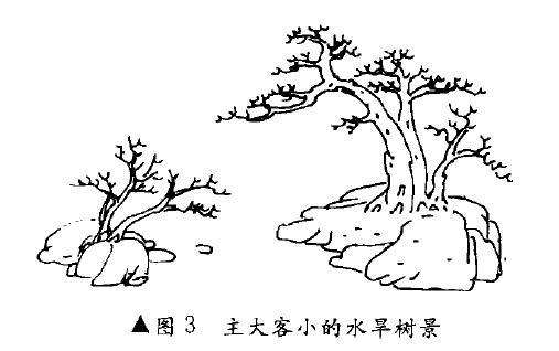 图解 树木盆景造型怎么主次分明