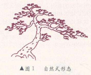 自然式盆景