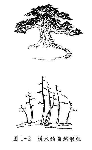 树木盆景形态