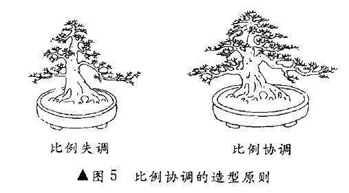 图解 树木盆景造型怎么比例协调