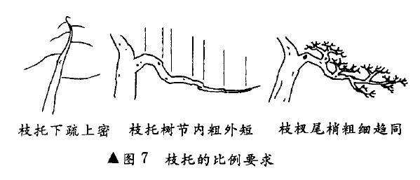图解 树木盆景造型怎么比例协调