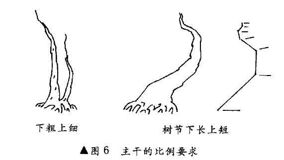 图解 树木盆景造型怎么比例协调