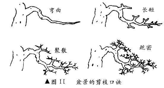 图解 树木盆景造型怎么变化统一