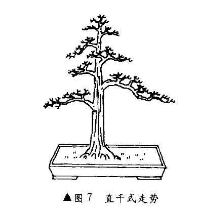 盆景直干式