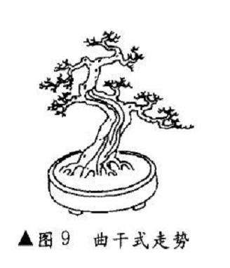 盆景曲干式
