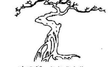 图解 树木盆景造型怎么走势分解