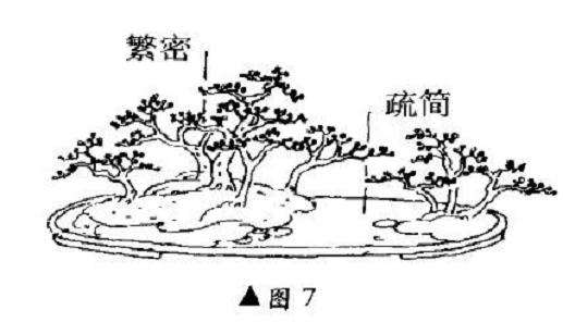 图解 树木盆景造型怎么繁简并用
