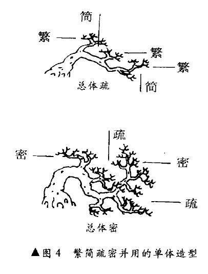 图解 树木盆景造型怎么繁简并用