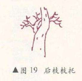 盆景后枝