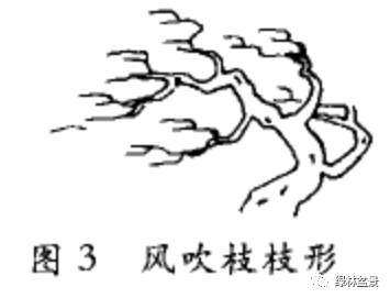 盆景风吹枝