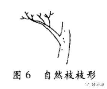 盆景自然枝