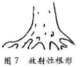 图解 树木盆景造型怎么根形分解