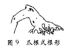 图解 树木盆景造型怎么根形分解