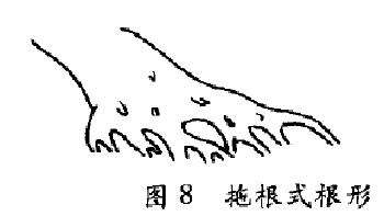 图解 树木盆景造型怎么根形分解